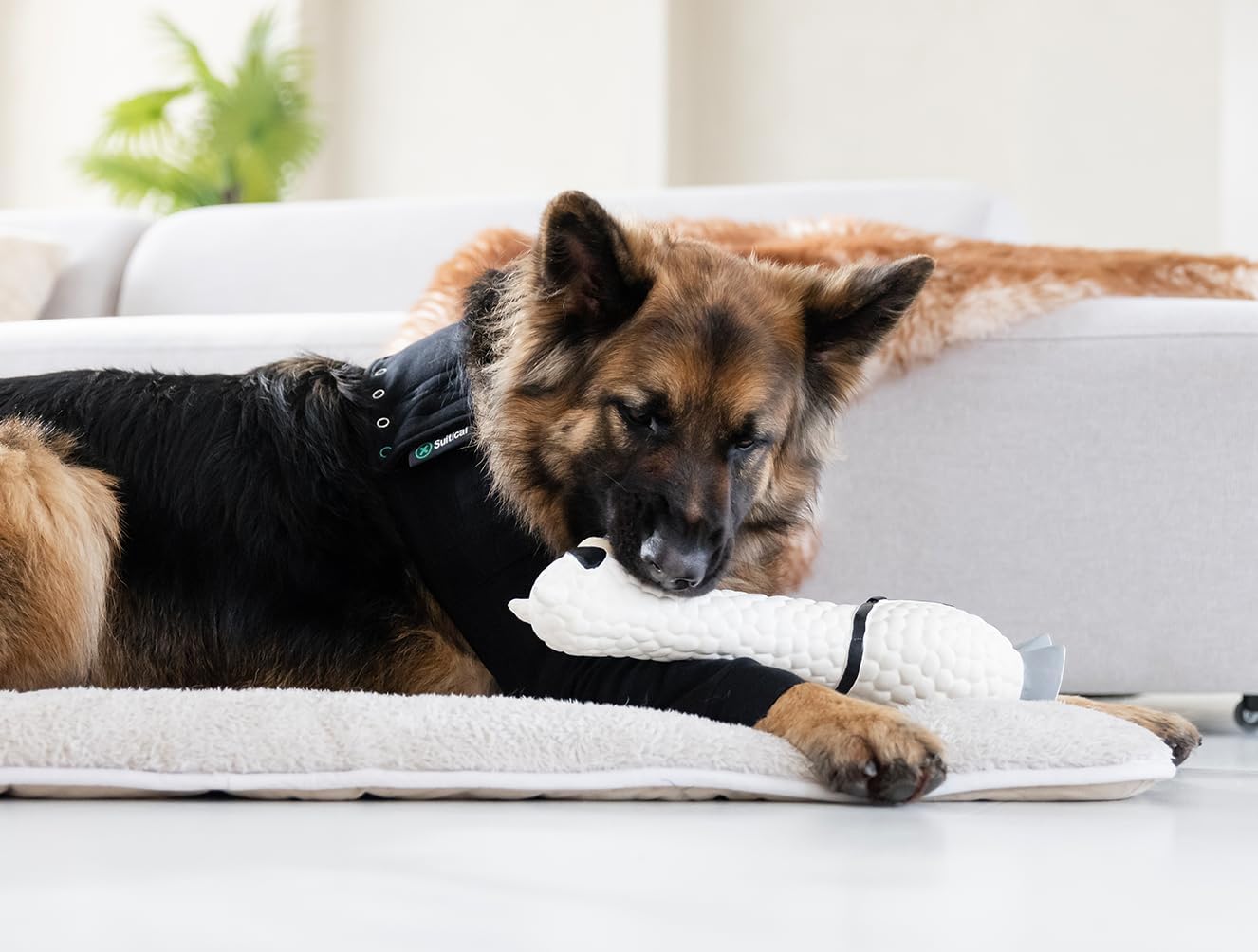 Suitical Recovery Sleeve for Dogs, Front Leg Protection, X-Large (Black)