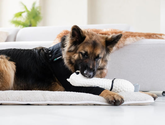 Suitical Recovery Sleeve for Dogs, Front Leg Protection, X-Large (Black)