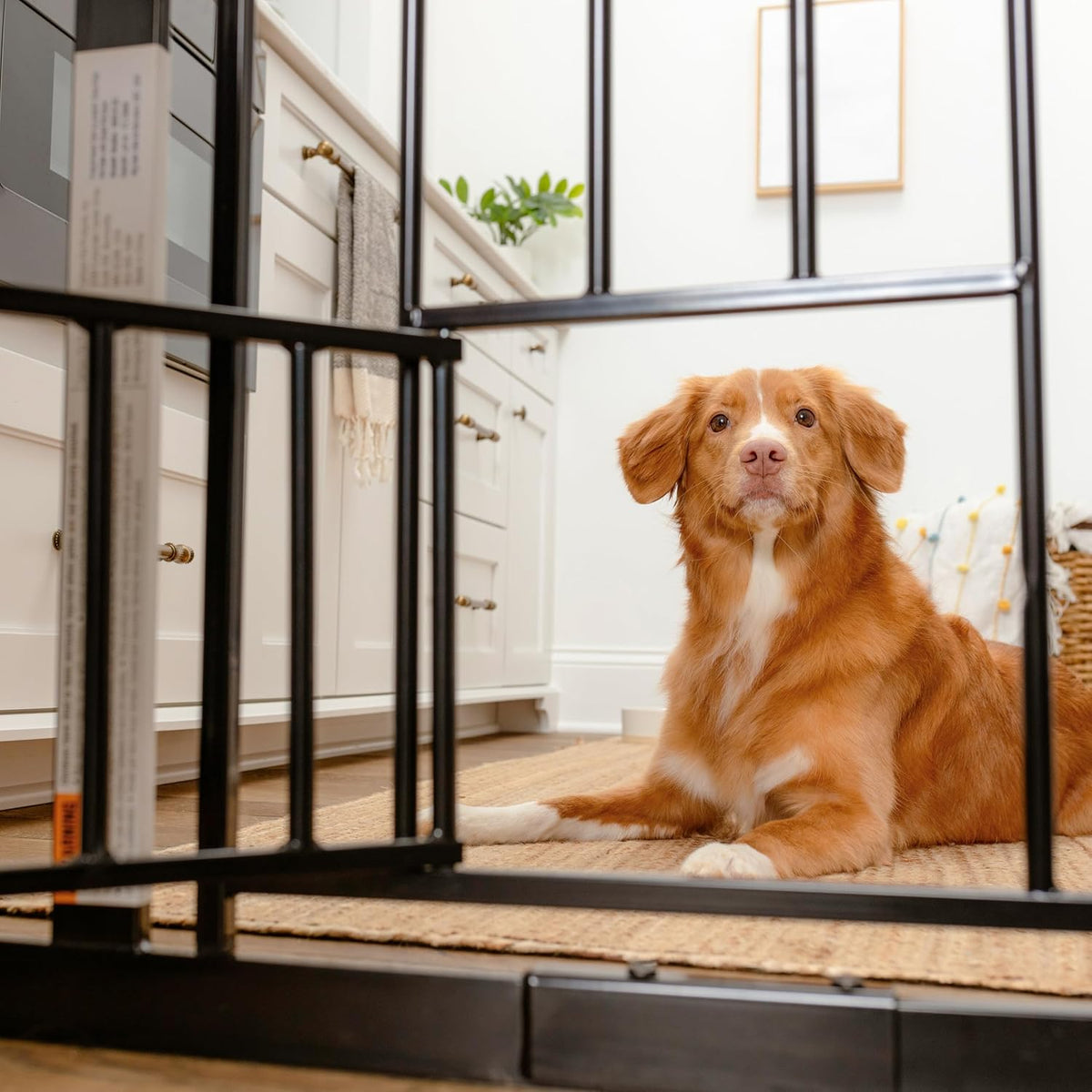 Carlson 29.5–36.5” Extra Wide Dog Gate with Small Pet Door (Black, Metal) - Kidsy