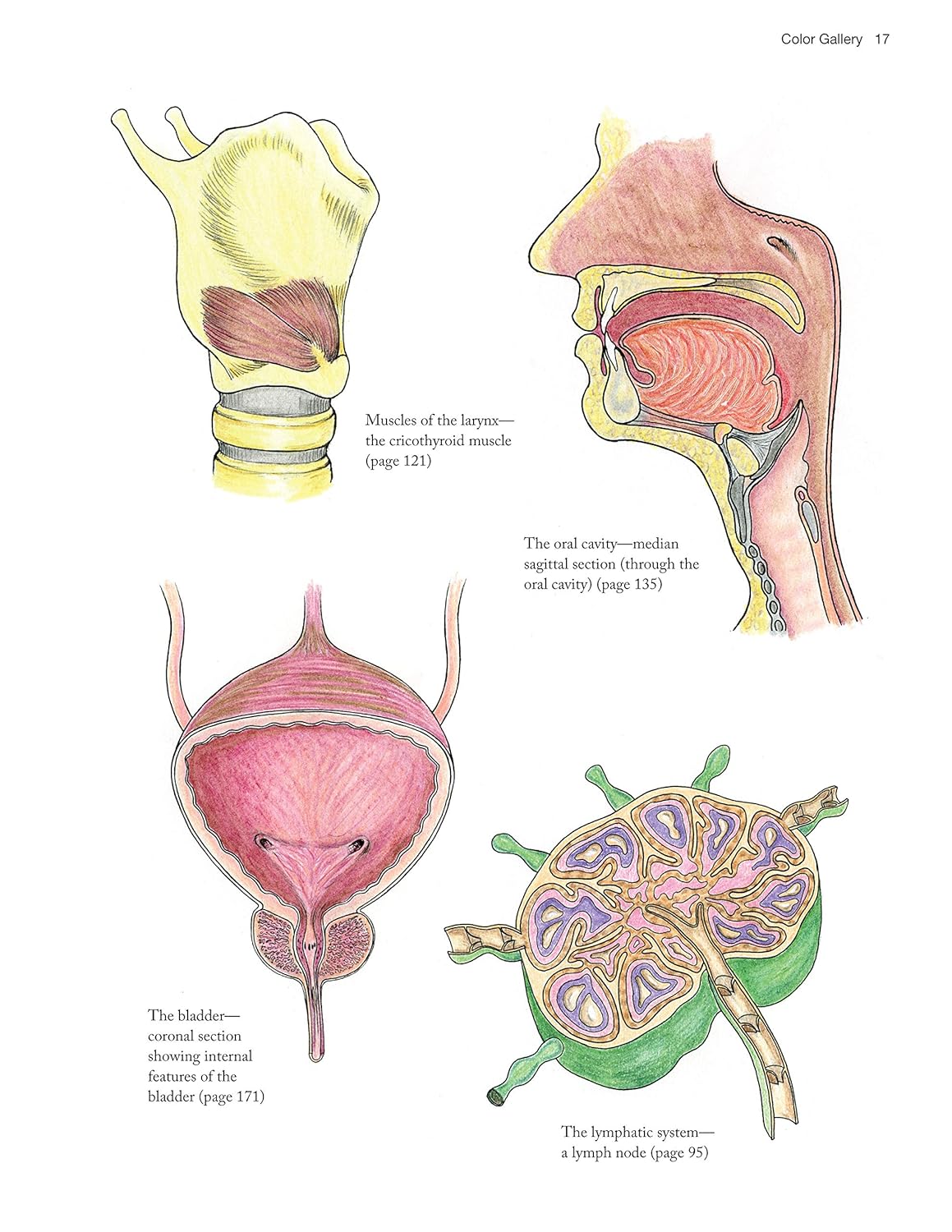 Design Originals Complete Anatomy Coloring Book - Kidsy