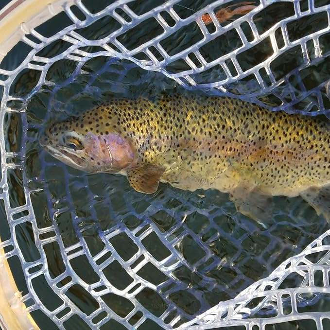 New Tear Drop Wooden Fly Fishing Landing Net - FINAL SALE - Kidsy