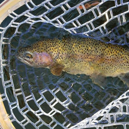 New Tear Drop Wooden Fly Fishing Landing Net - FINAL SALE - Kidsy